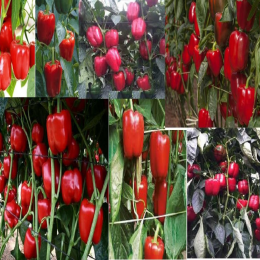 SBJEI-FRESH RED CAPSICUM